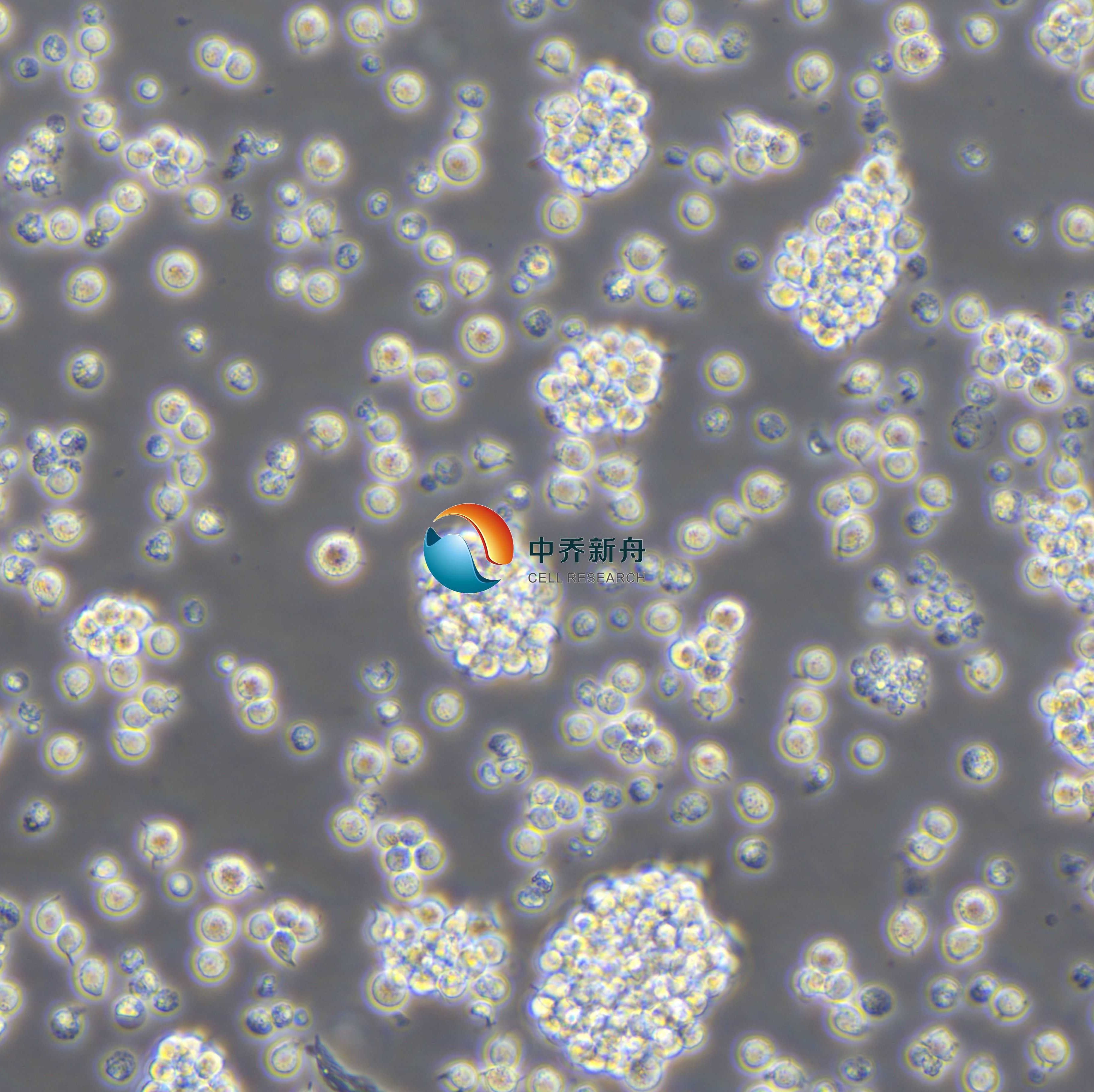 Jurkat，Clone E6-1人T淋巴细胞白血病细胞