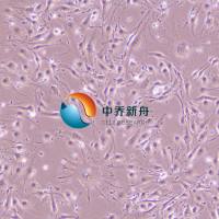 bEnd.3小鼠脑微血管内皮细胞