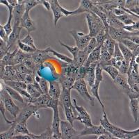 TM3小鼠睾丸间质细胞