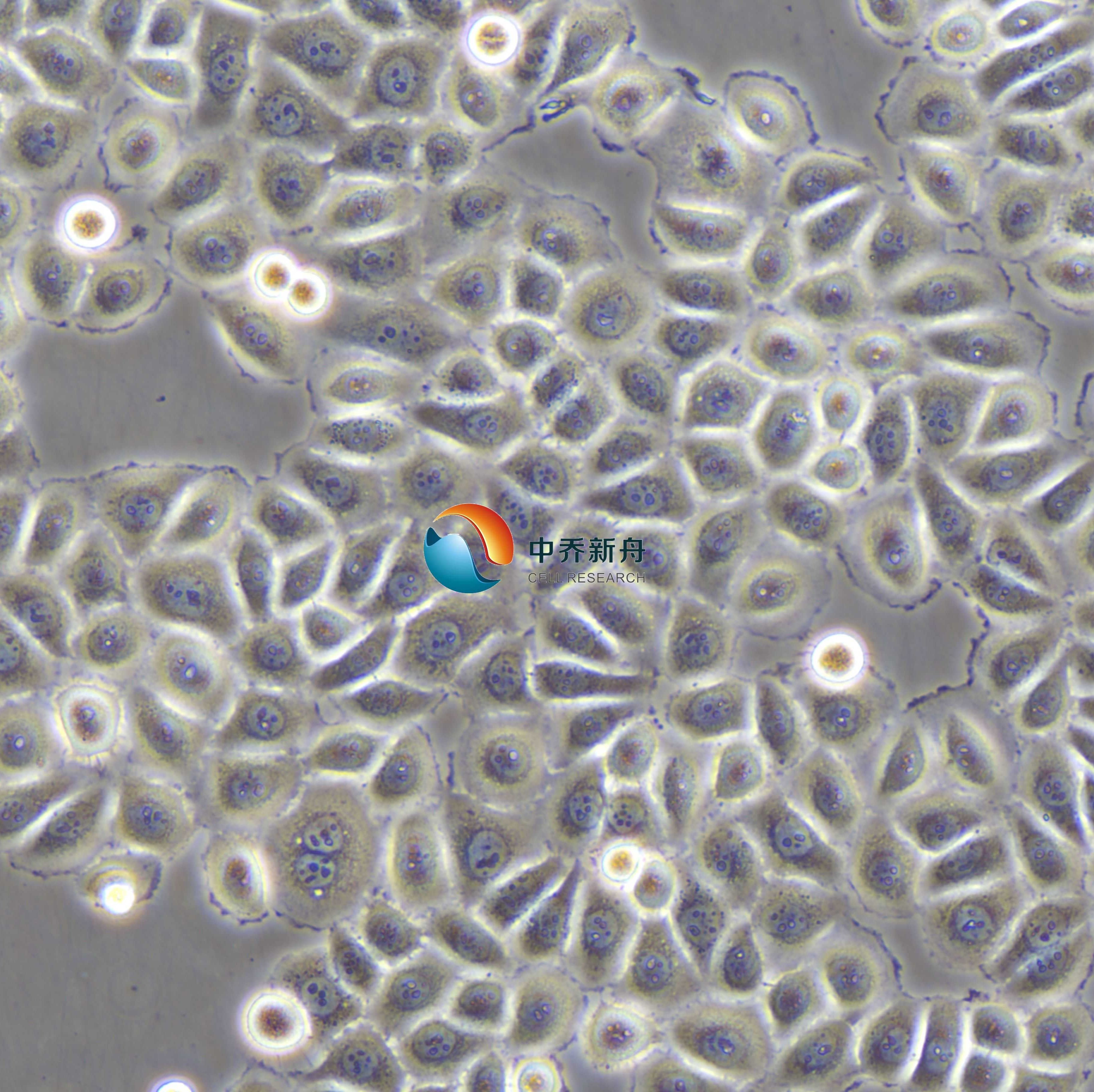 HeLa人宫颈癌细胞