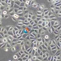 HeLa人宫颈癌细胞