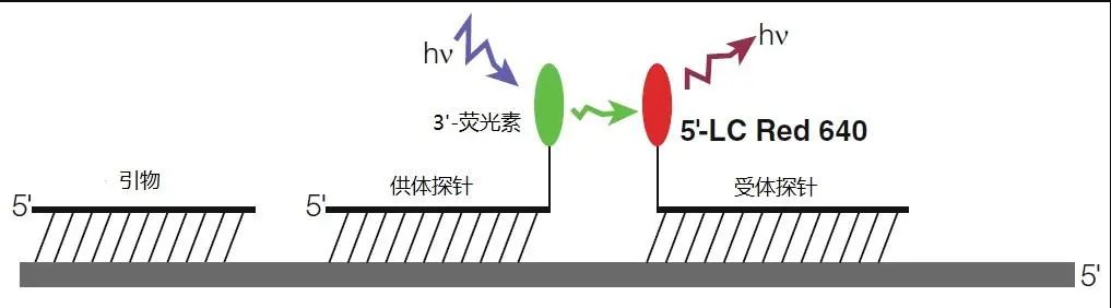 Sarcoptidae ssp.疥螨探针法荧光定量PCR试剂