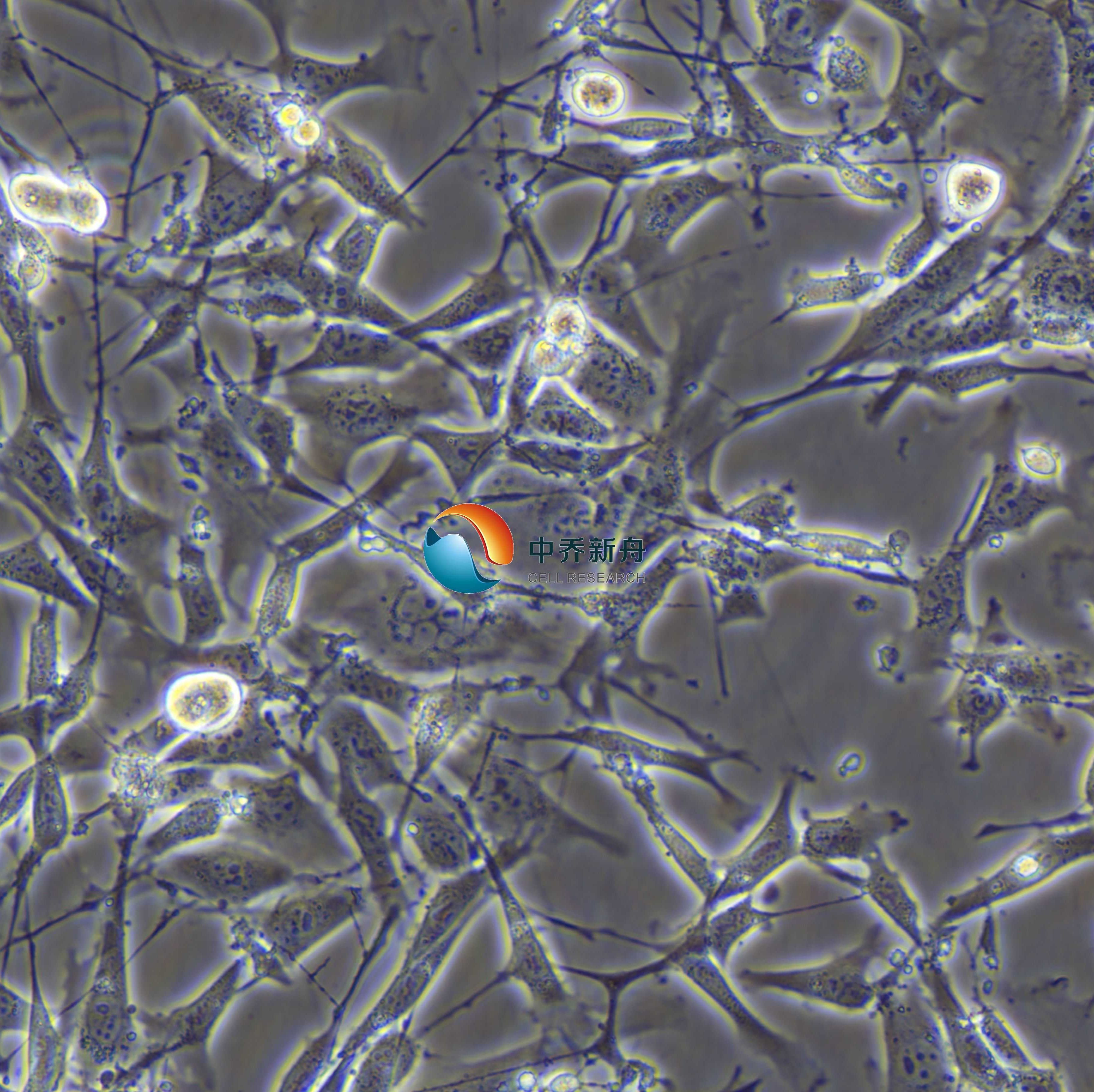 TM4小鼠睾丸支持细胞