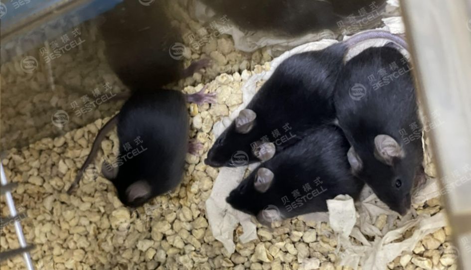 动物模型 | 博来霉素肺纤维化小鼠模型