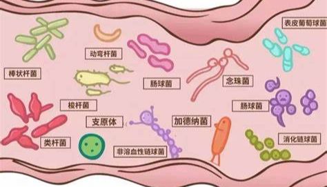 肠道菌群与宿主有什么关系
