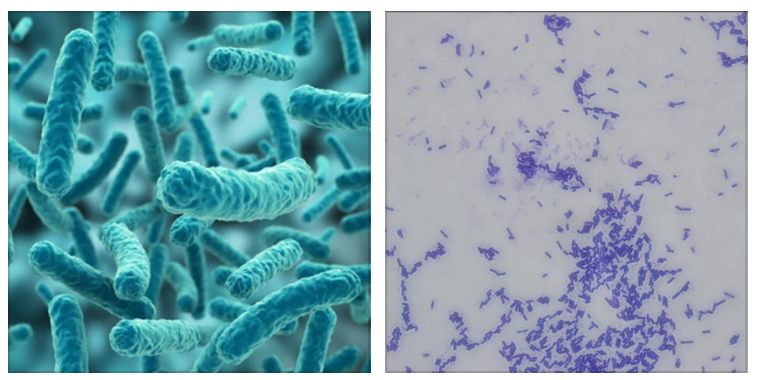 厌氧消化链球菌説明书