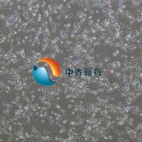 MC3T3-E1subclone14小鼠胚胎成骨细胞