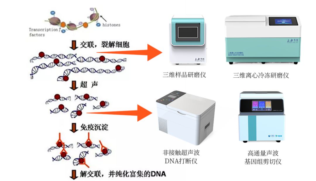 细胞免疫共沉淀实验，不止三维离心冷冻研磨仪