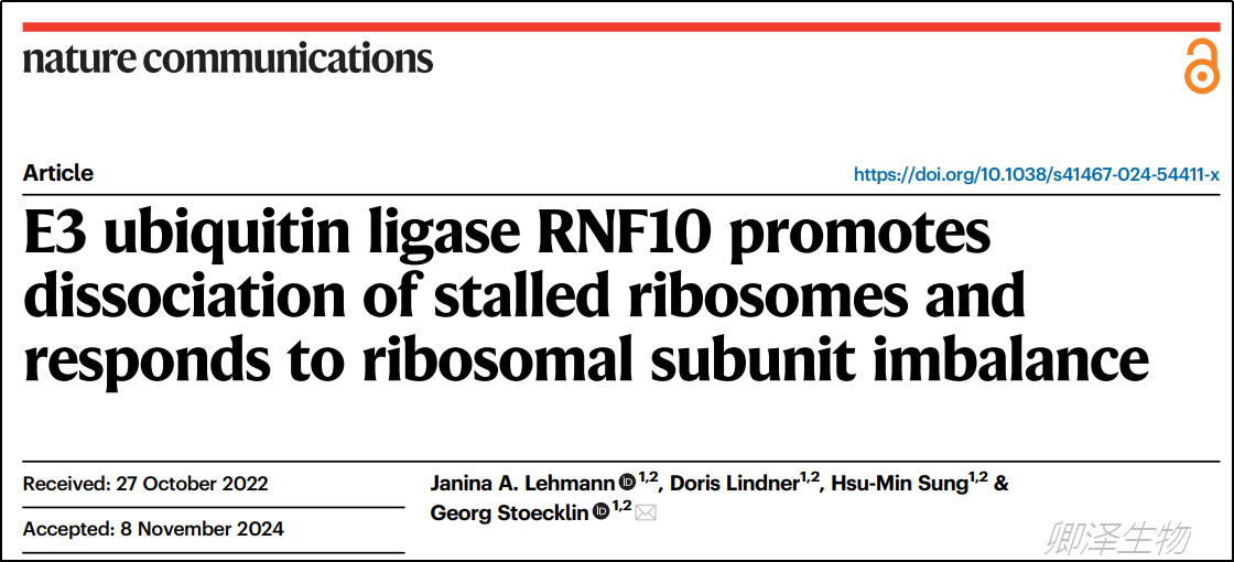 Nat Commun. | Polysome技术助力揭示RNF10在核糖体质量检测中的关键作用