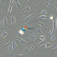 3T3-L1小鼠胚胎成纤维细胞