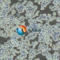 Raw264.7小鼠单核巨噬细胞白血病细胞