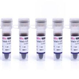 Protein A/G COIP 磁珠
