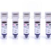 Protein A/G COIP 磁珠