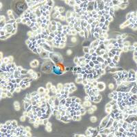 SW620人结肠癌细胞