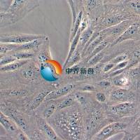 CV-1 [Part of the Wistar Special Collection]非洲绿猴肾细胞