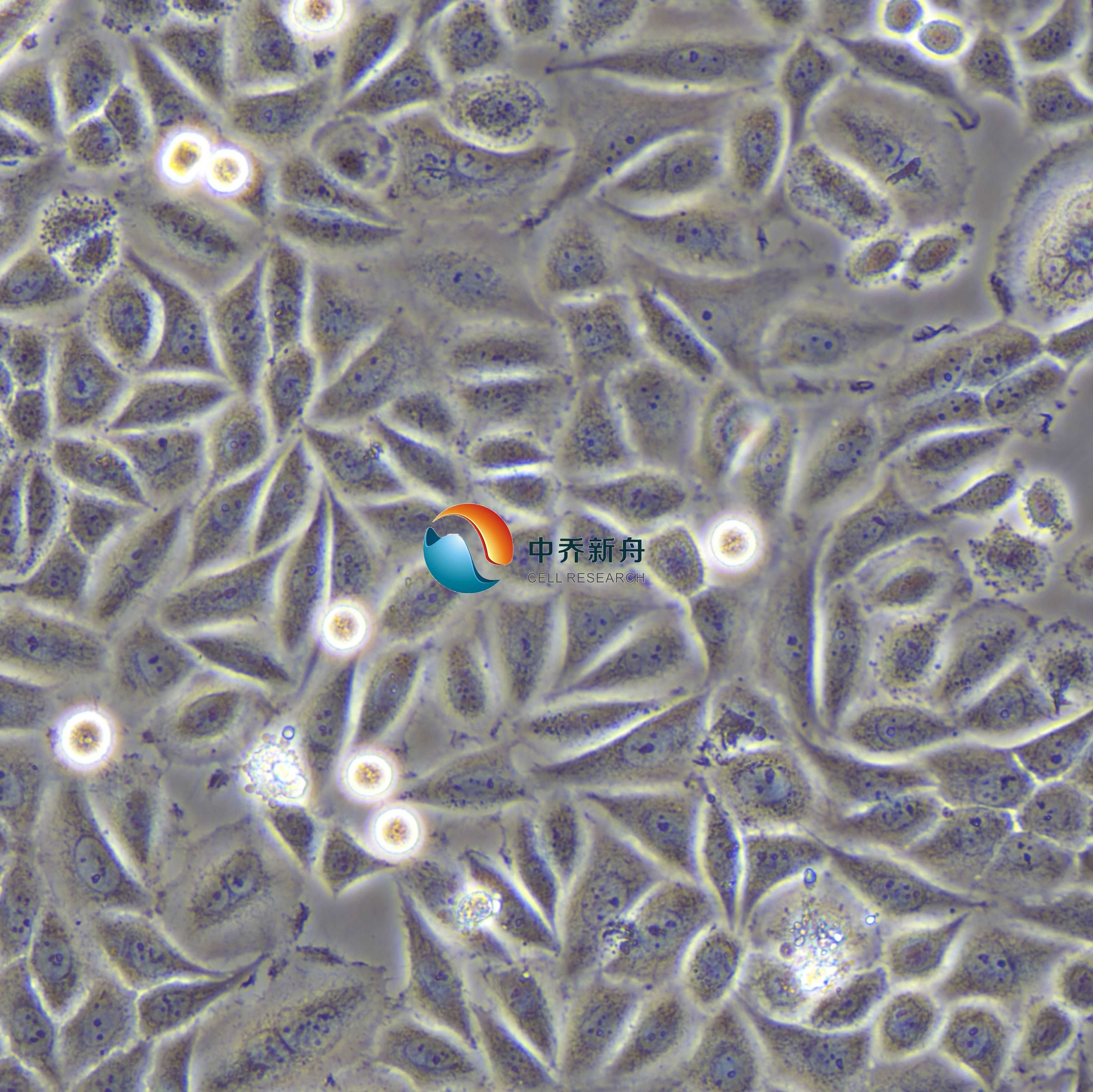 SiHa人子宫颈鳞癌细胞