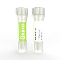 Qkine细胞因子 重组人R-spondin 1蛋白