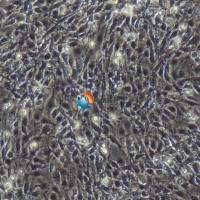 C6大鼠胶质瘤细胞