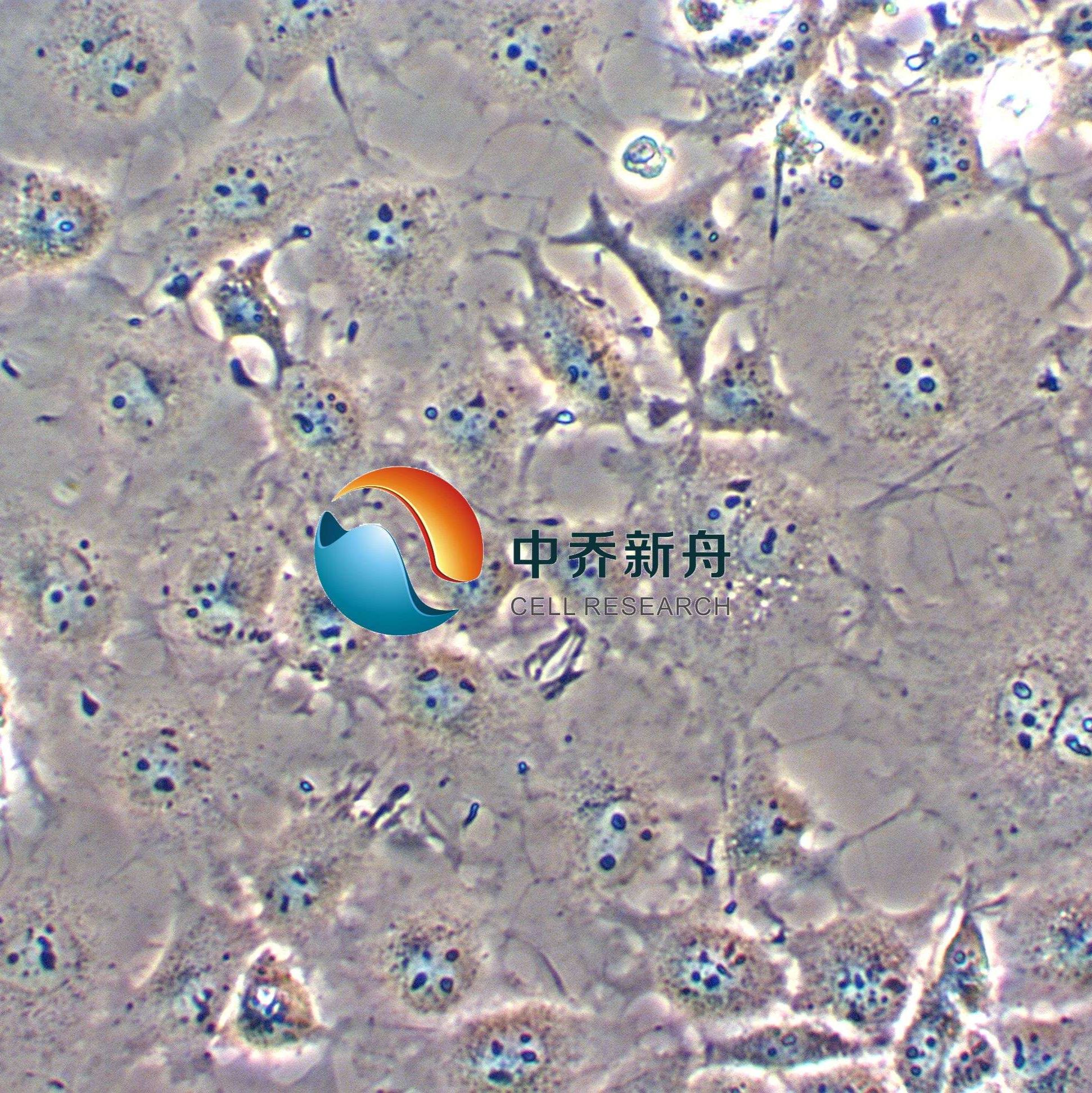 COS-7非洲绿猴SV40转化的肾细胞