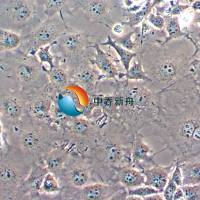 COS-7非洲绿猴SV40转化的肾细胞