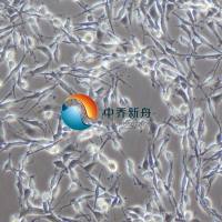 PC-12(高分化)大鼠肾上腺嗜铬细胞瘤细胞(高分化)