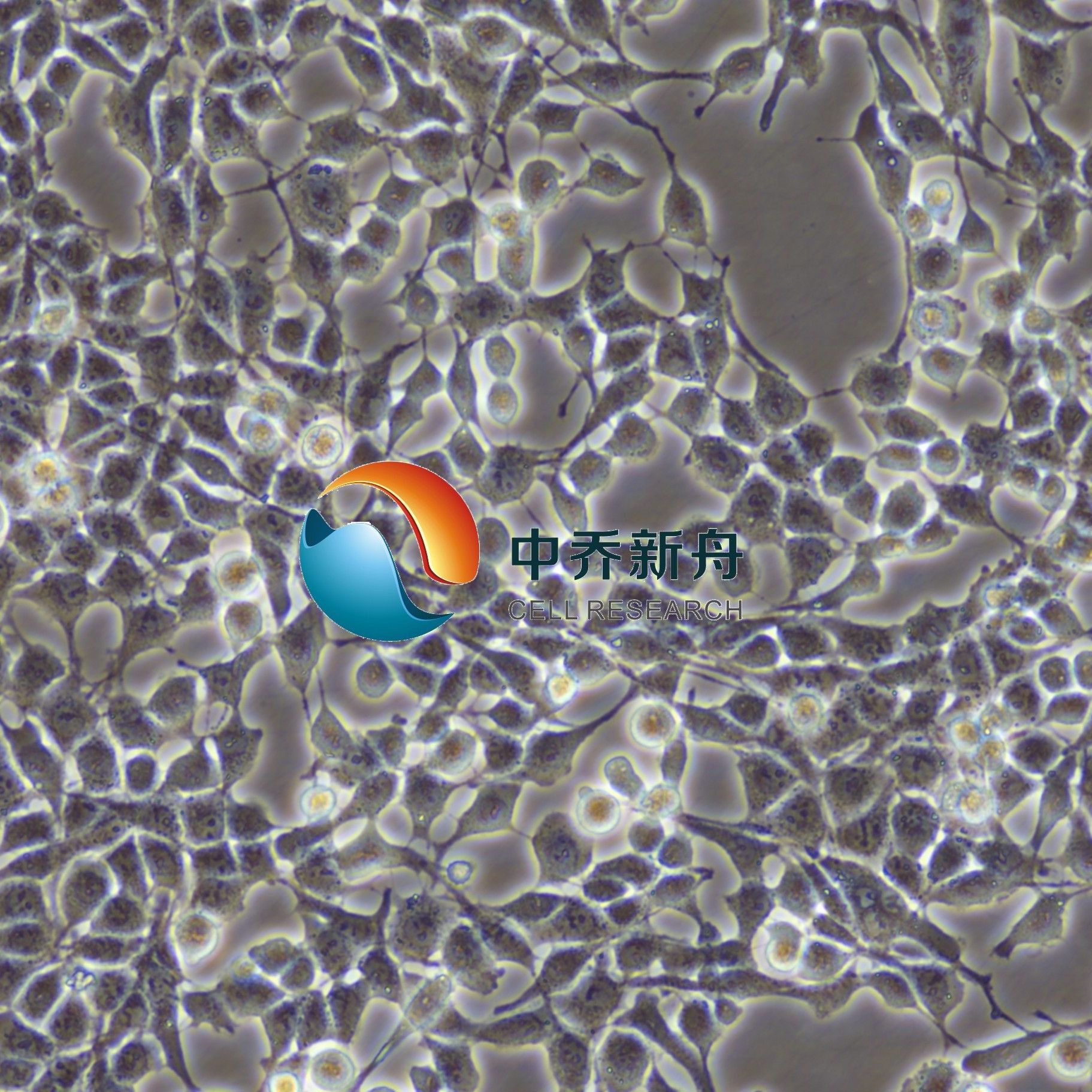 RSC96大鼠雪旺细胞