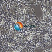 RSC96大鼠雪旺细胞