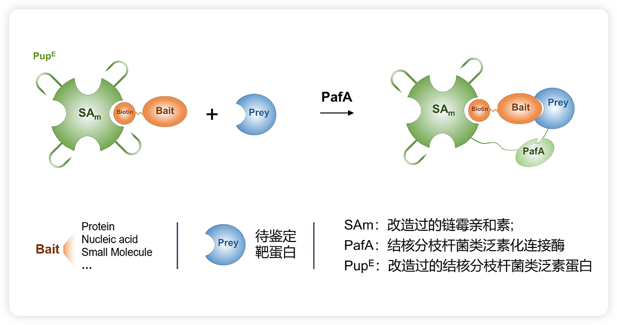 蛋白-蛋白相互作用检测