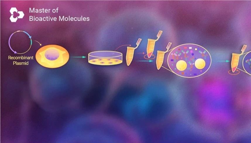Co-IP 实验不踩坑：蛋白 "拉下场" 的秘密！揭秘Co-IP实验操作技巧
