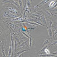 A7r5大鼠胸大动脉平滑肌细胞