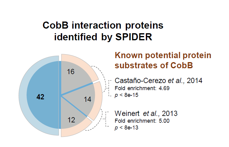蛋白-蛋白相互作用检测