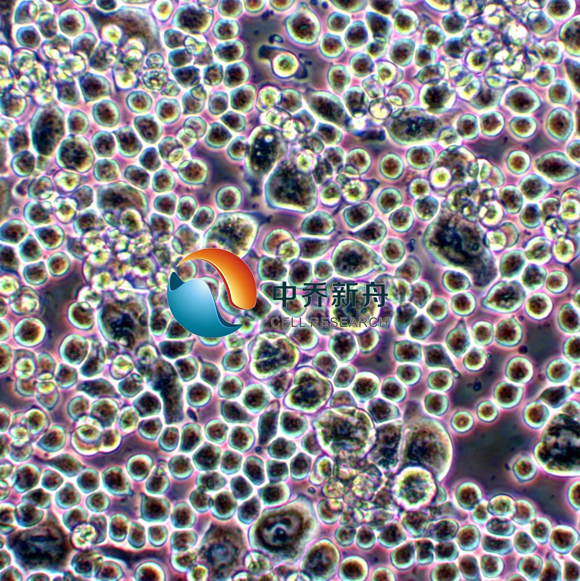 COLO205人结肠癌细胞