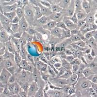 Mv.1.Lu(NBL-7)貂肺上皮细胞