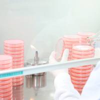 CRISPR IVT RNA制备/疫苗制备