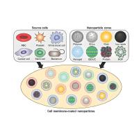 负载吲哚菁绿(ICG)和microRNAs-137的介孔二氧化硅纳米粒被RGD修饰的红细胞膜包裹