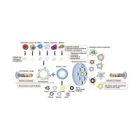 负载microRNAs-199a-3p的PEG-b-PLGA纳米颗粒被工程化的巨噬细胞膜包裹