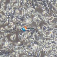 Hepa 1-6小鼠肝癌细胞