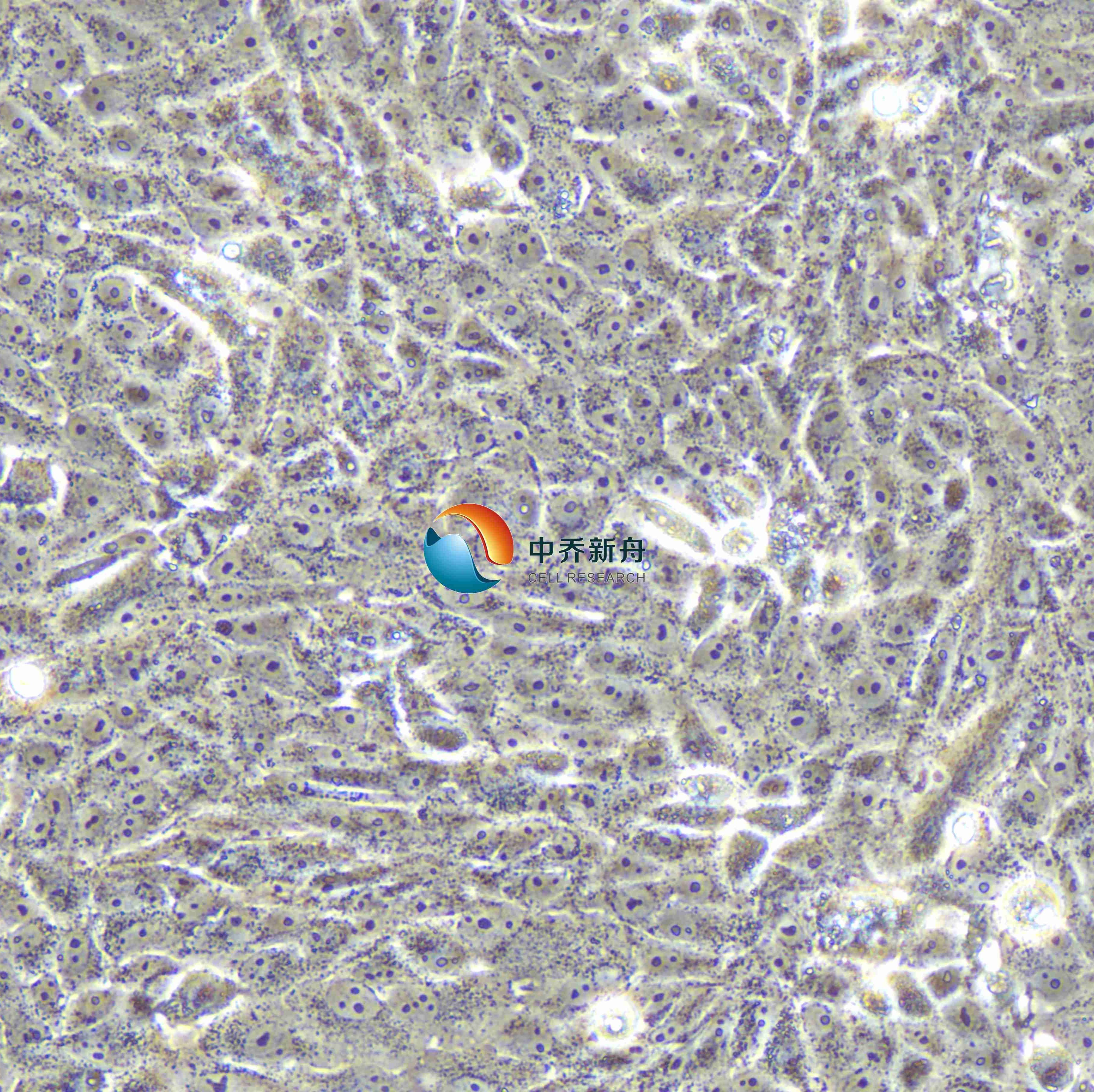 Vero非洲绿猴肾细胞