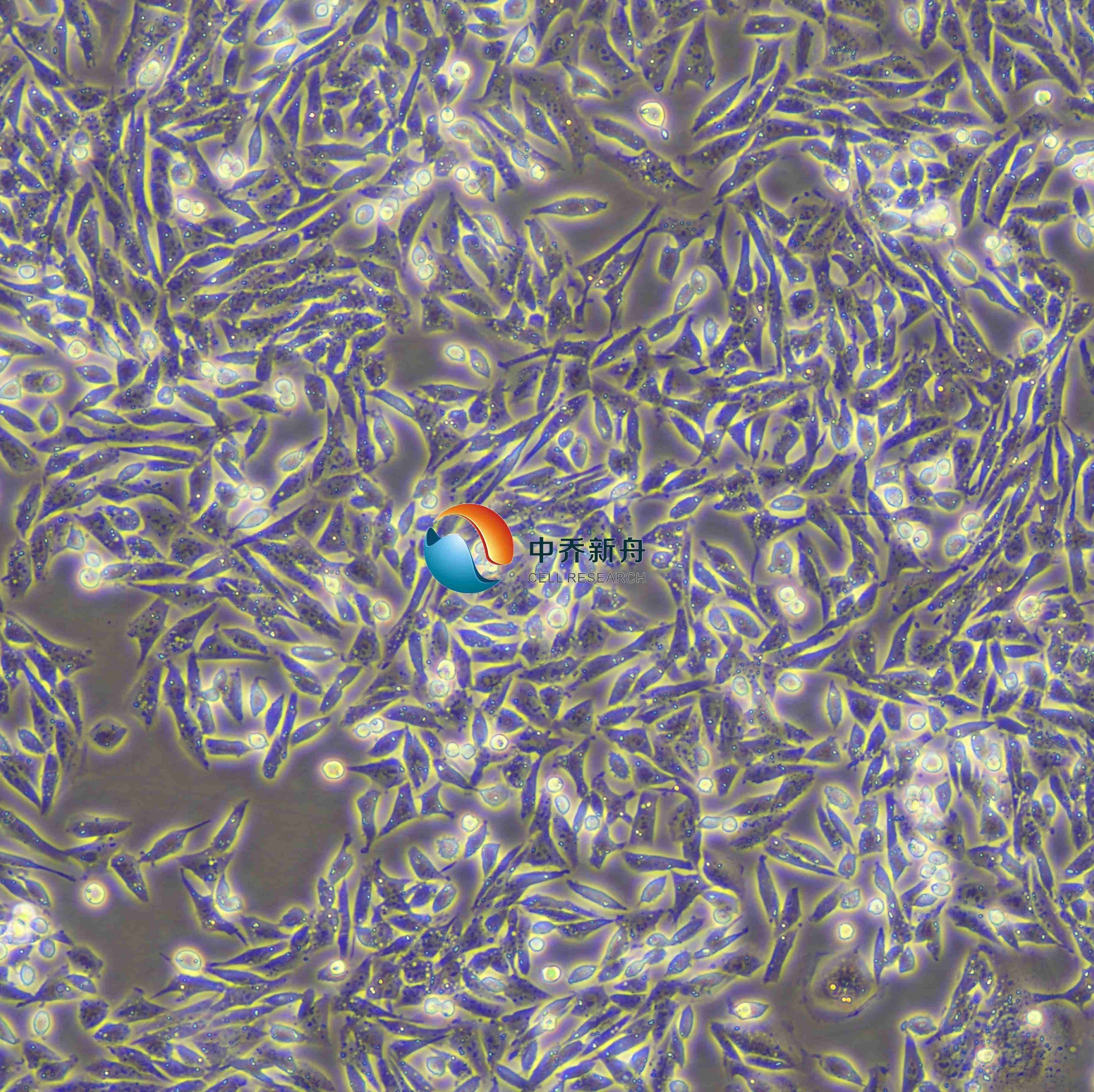 Lec1仓鼠卵巢细胞