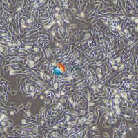 Lec1仓鼠卵巢细胞