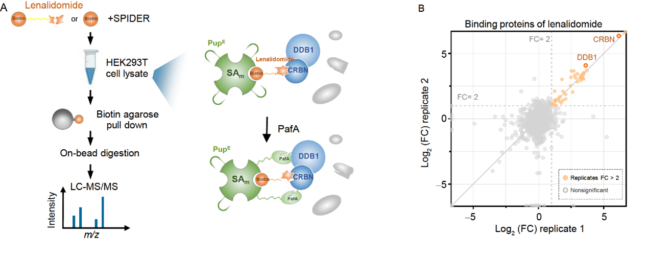 活性小分子靶标鉴定