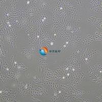 H9C2大鼠心肌细胞