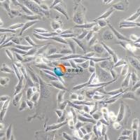 CHO仓鼠卵巢细胞