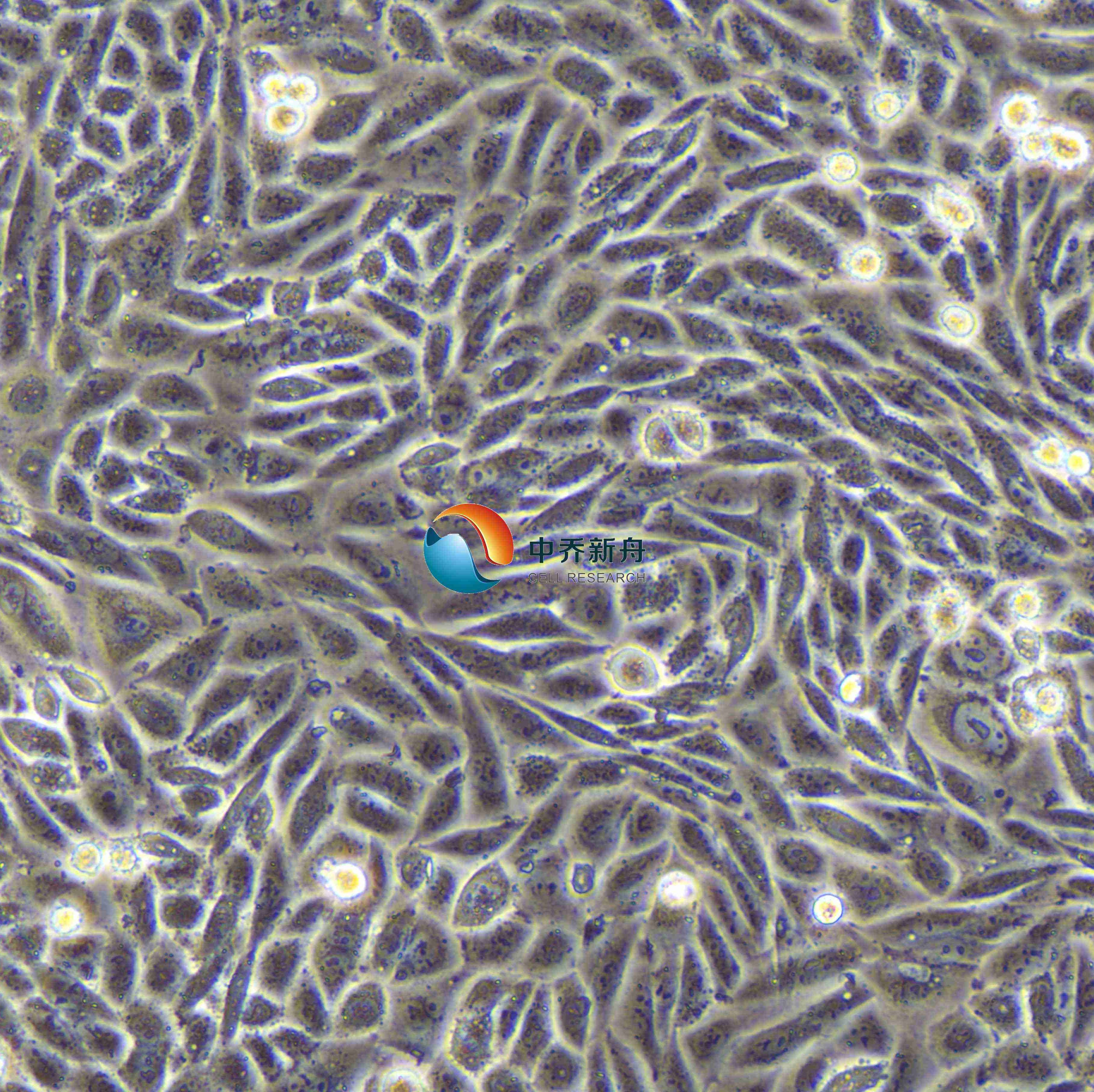 CHO-K1仓鼠卵巢细胞亚株