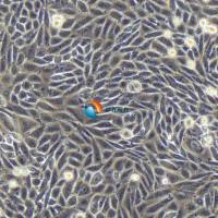 CHO-K1仓鼠卵巢细胞亚株