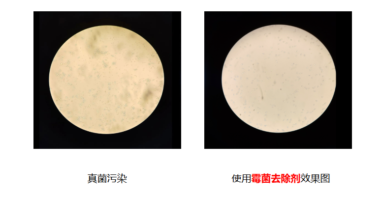 细胞培养中碰到真菌污染怎么办（真菌污染如何预防）