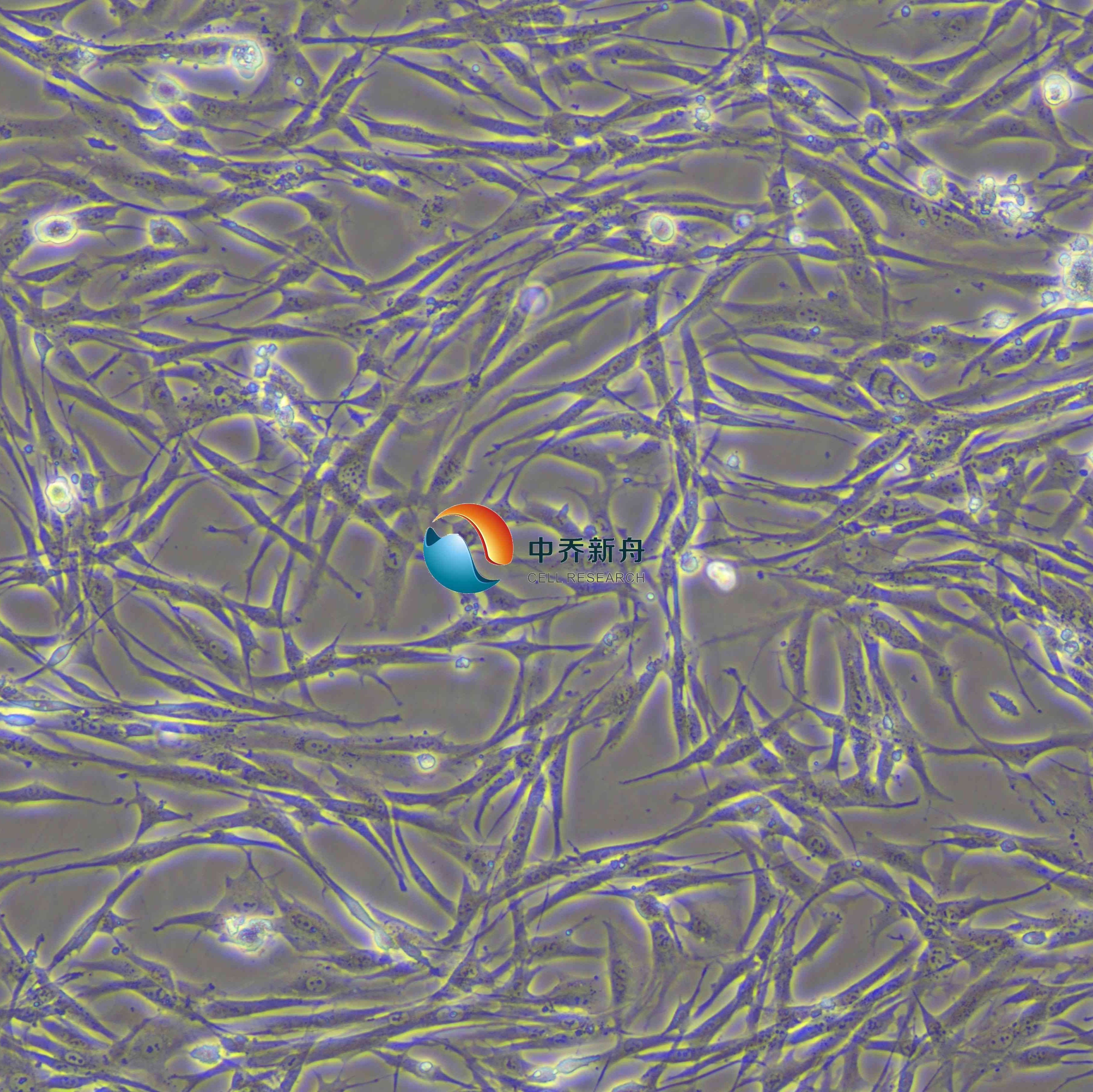 BHK-21 [C-13]仓鼠肾成纤维细胞