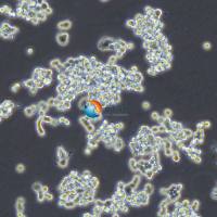 PC-12大鼠嗜铬细胞瘤细胞(未分化)