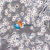 RBL-2H3大鼠嗜碱性细胞白血病细胞