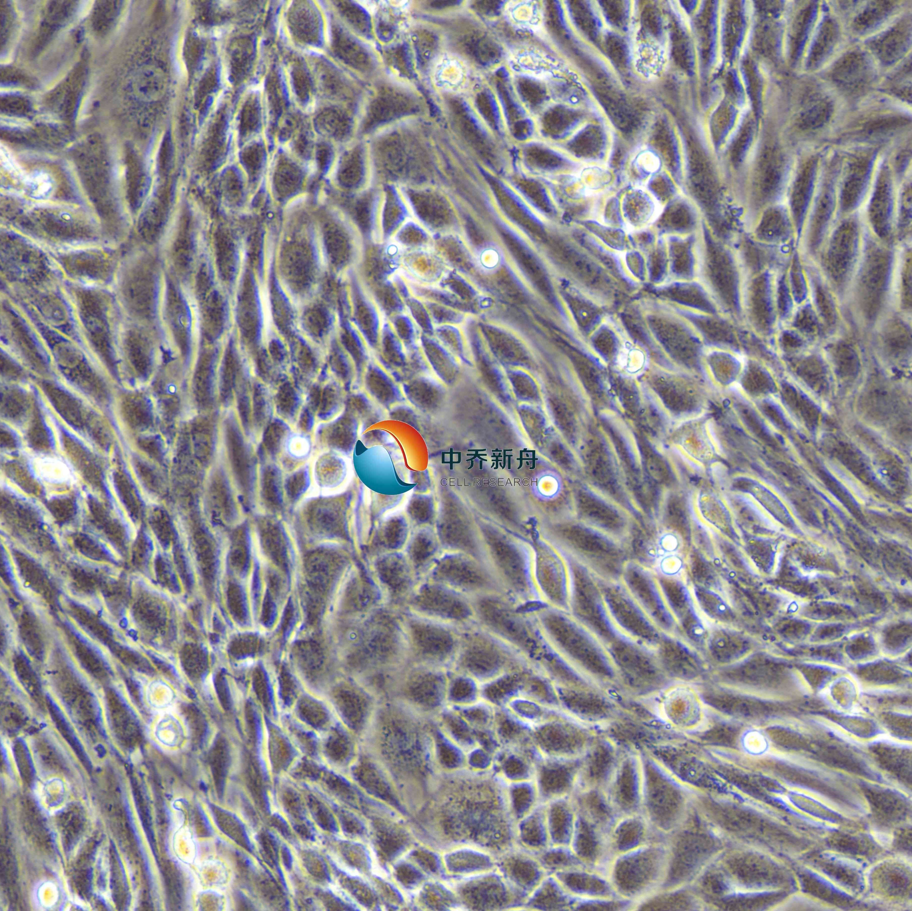 L6大鼠成肌细胞